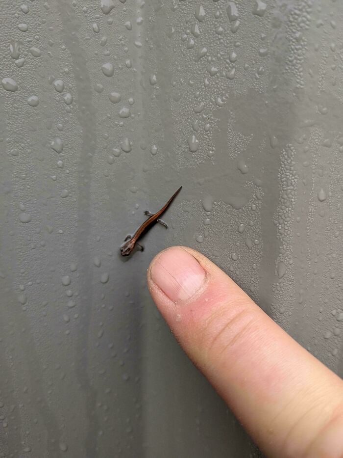 I Found A Rather Tiny Salamander At Work Today, Chilling In The Morning Rain