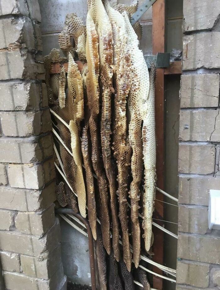 A Work Colleague Found This Behind A Hot Water Heater He Replaced Today
