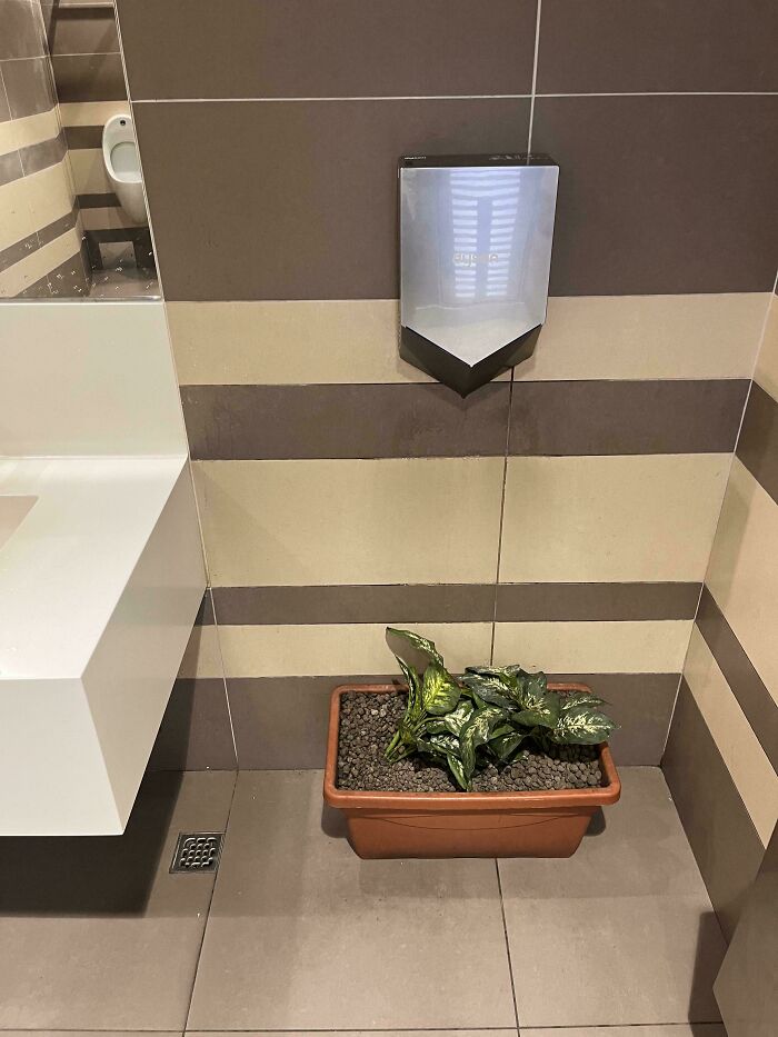 Clever improvement with plant placed under automatic hand dryer in restroom