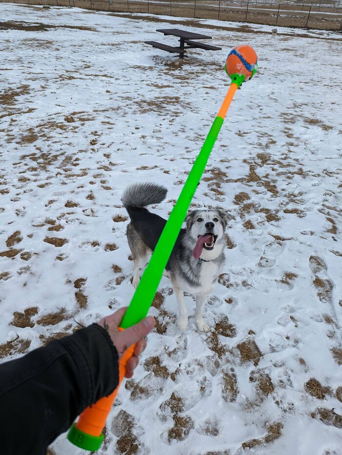 Person playing fetch with dog holding ball launcher in snow