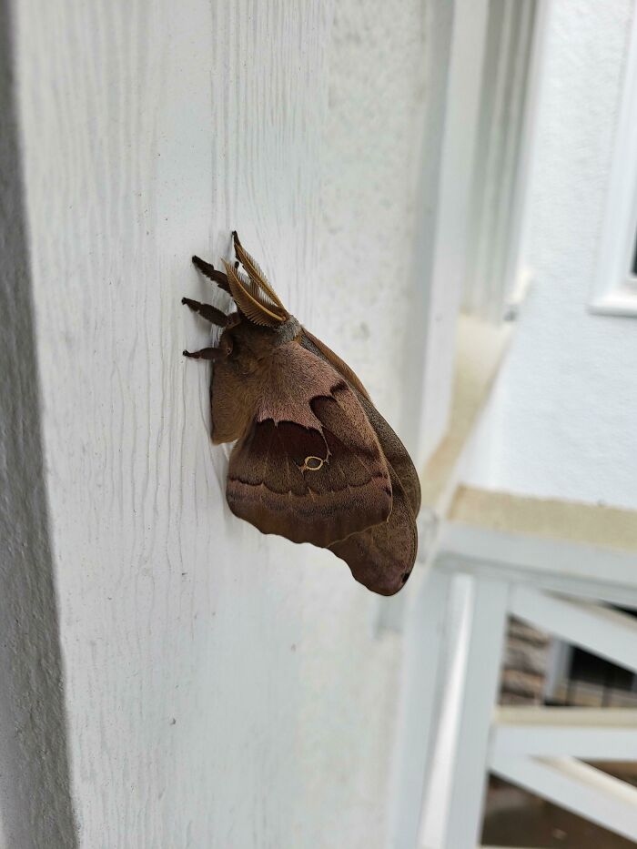 This Cool Moth I Saw At Work Today