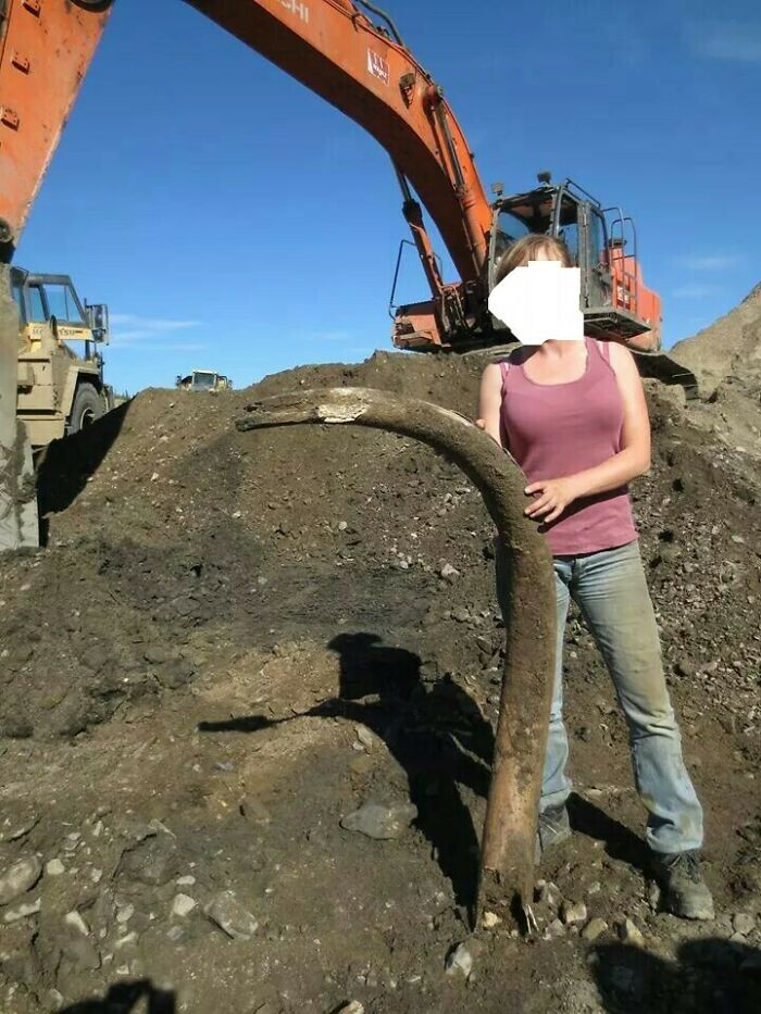A Friend Of Mine Found A Mammoth Tusk While Working Up North