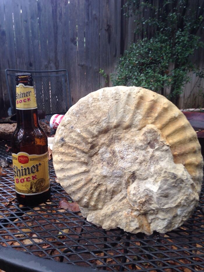 My Boyfriend Found An Ammonite Fossil While Using An Excavator At Work. Ammonites Went Extinct About 66 Million Years Ago