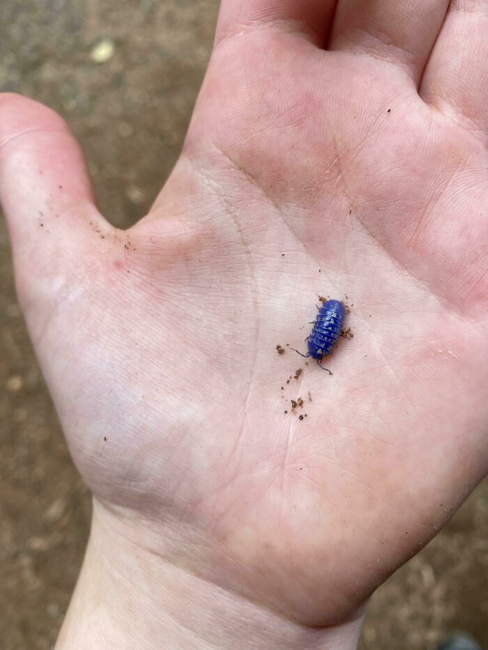 An Iridovirus Infected Isopod (Roly-Poly) I Found At Work