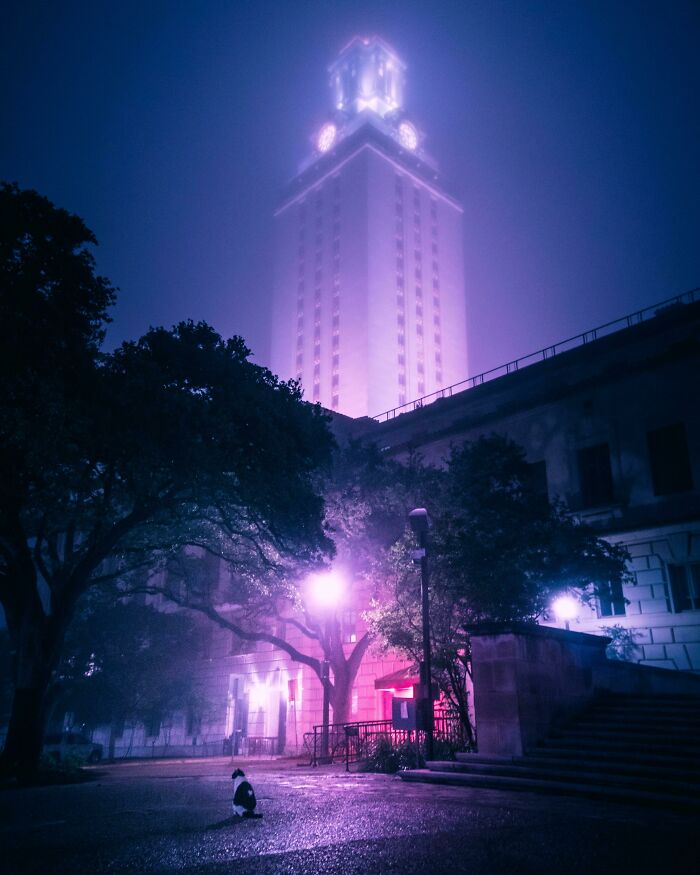 I Took This Photo Of A Cat At My University On A Foggy Night