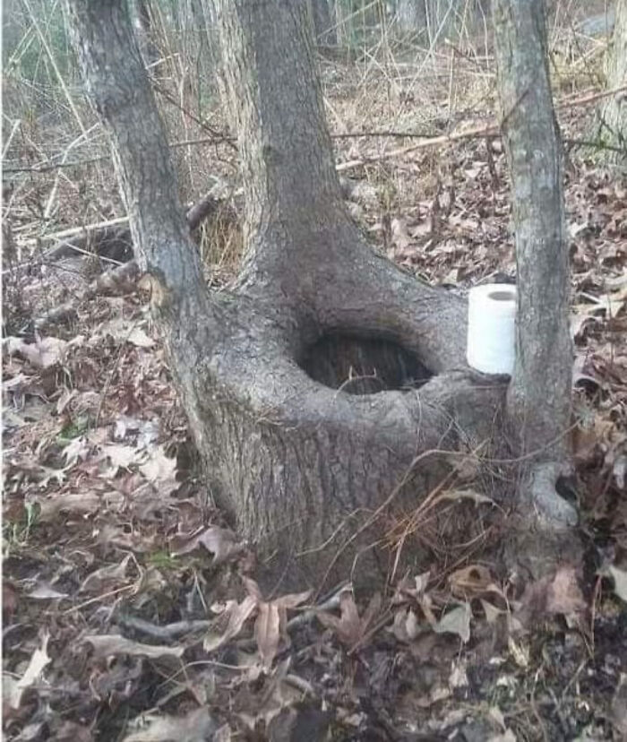 Tree shaped like a chair with a hollow center and toilet paper roll