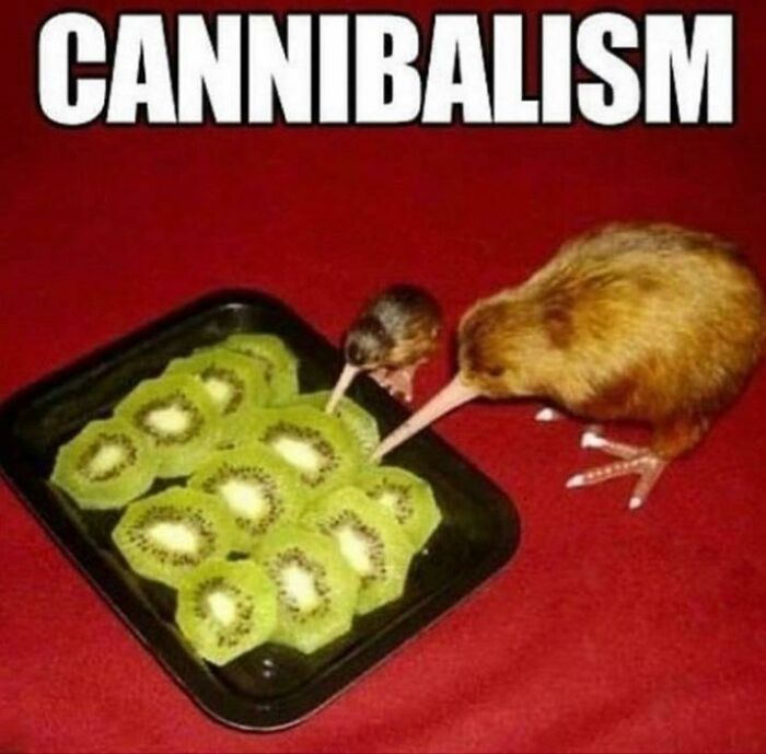 Cannibalism joke with two kiwi birds eating sliced kiwis