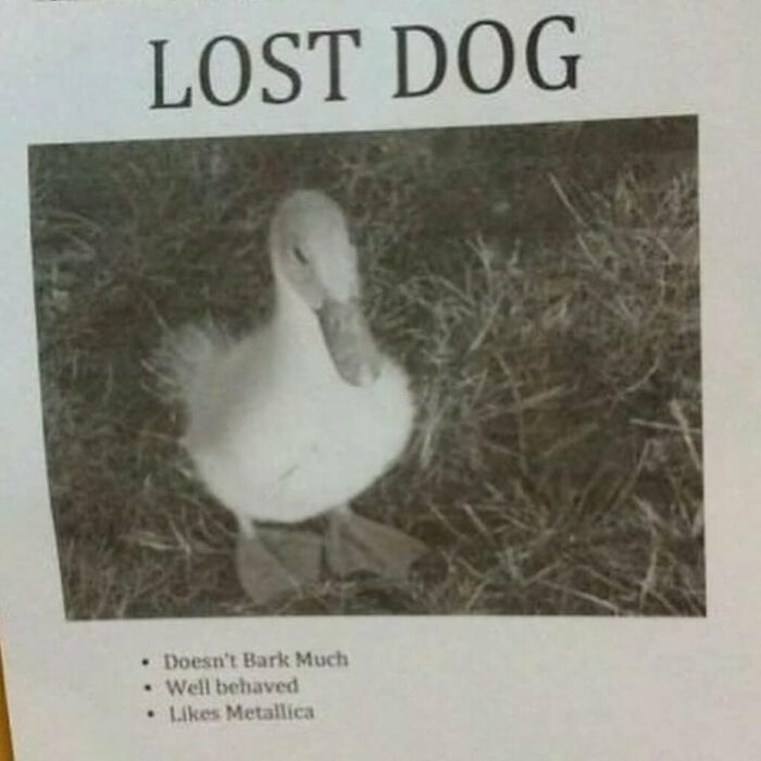 Lost dog flyer showing a duck with funny dog traits