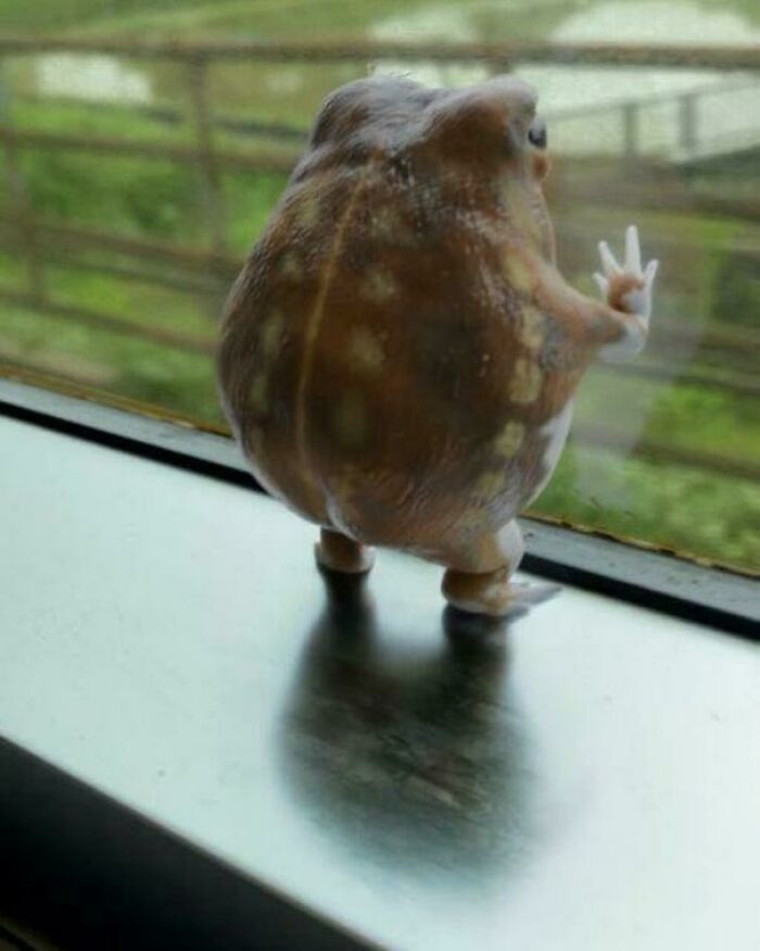Round frog standing upright on windowsill showing back and feet