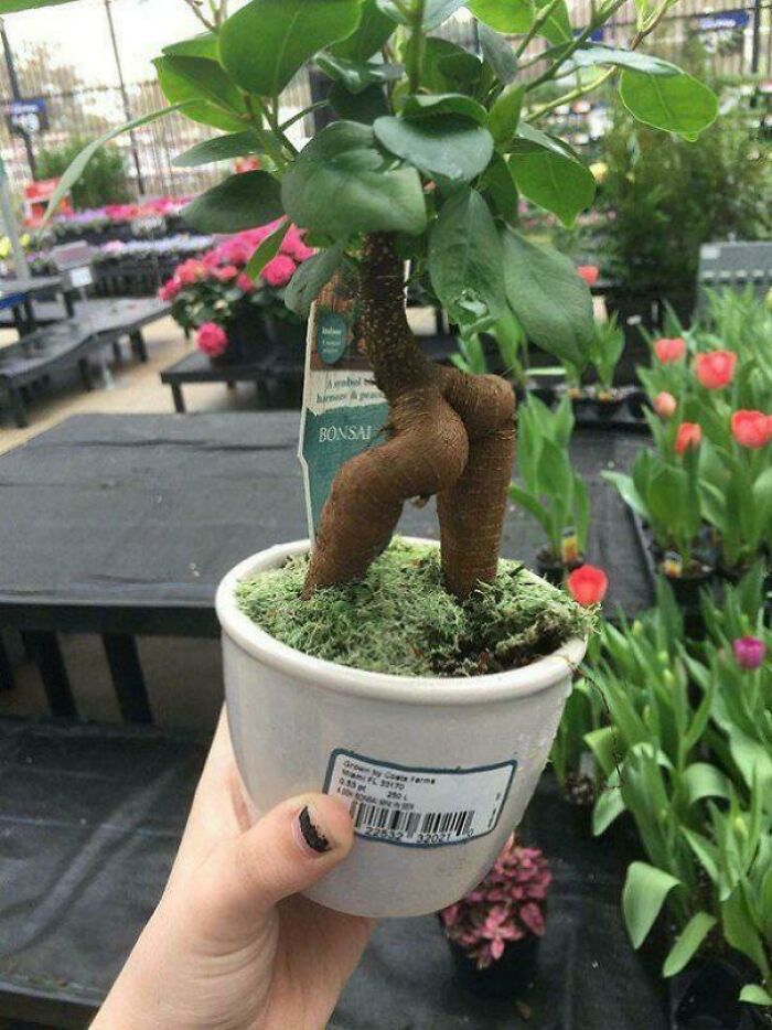 Bonsai tree with unusual root shape resembling human legs in garden center
