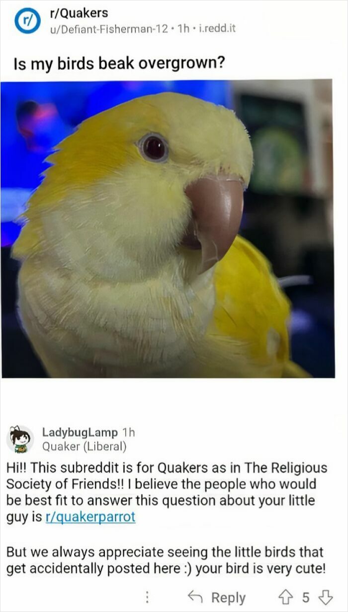 Close up of a yellow bird beak with a funny question about beak overgrowth on Reddit