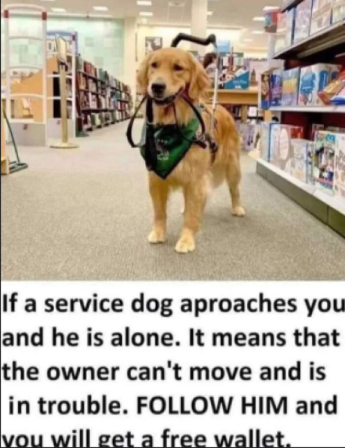 Service dog in bookstore holding harness in mouth with message about following for help
