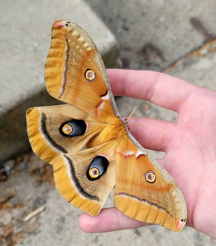 A Beautiful Giant Silkworm Moth That I Found At Work
