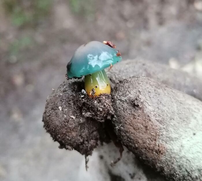 This Mushroom I Found At Work, Never Seen Anything Like It