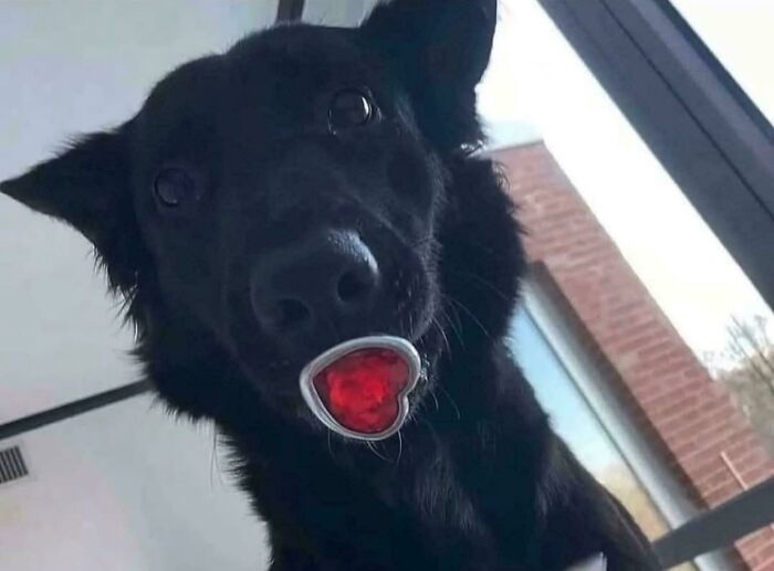 Black dog with a heart-shaped object in its mouth in a curious pose