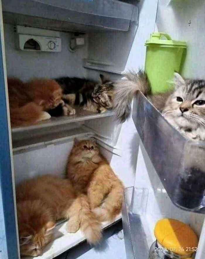 Cats relaxing inside a refrigerator in a funny hmmm image