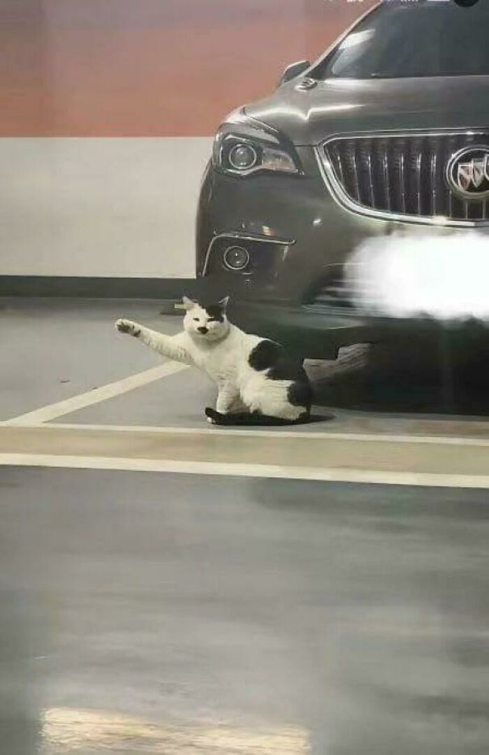 Cat stretching paw near car exhaust in parking garage