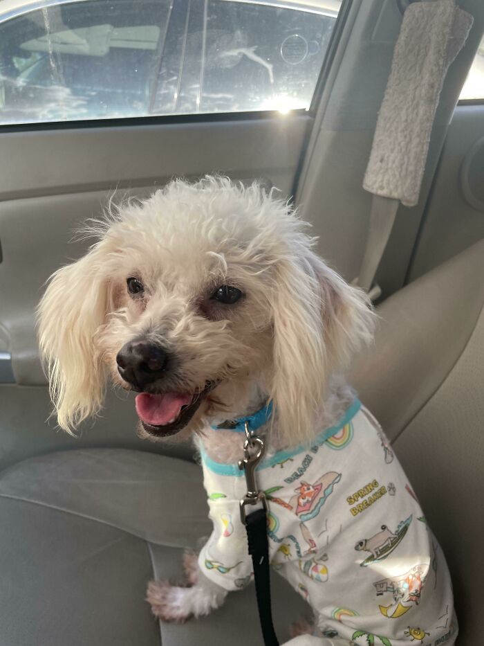 Small dog wearing colorful shirt sitting inside car