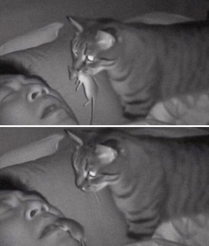 Cat holding mouse near sleeping person's face in funny hmm image