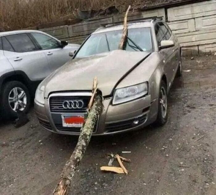 Car with a tree stuck in hood shows unexpected damage in hmmm images