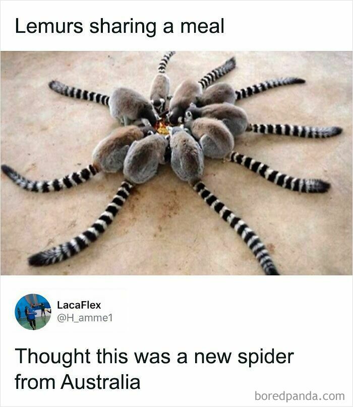Lemurs sharing a meal mistaken for a spider in funny animal meme
