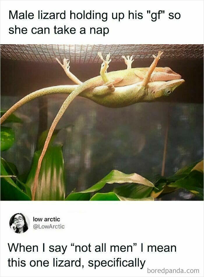 Male lizard holding female lizard to let her nap funny lizard meme