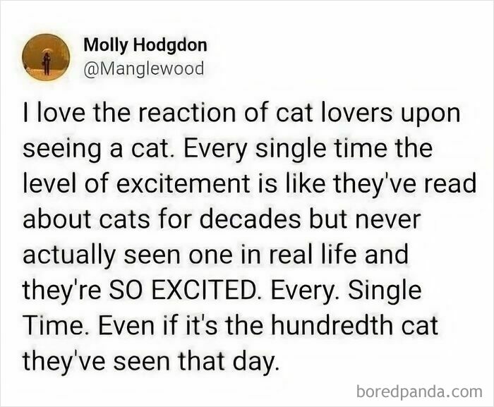 A tweet from Molly Hodgdon about the unending excitement of cat lovers when seeing a cat, perfect for cat memes.