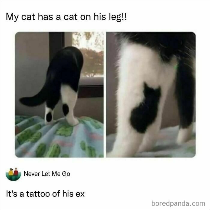 Funny cat memes showing a black and white cat with a black, cat-shaped spot on its leg, humorously labeled as a tattoo.