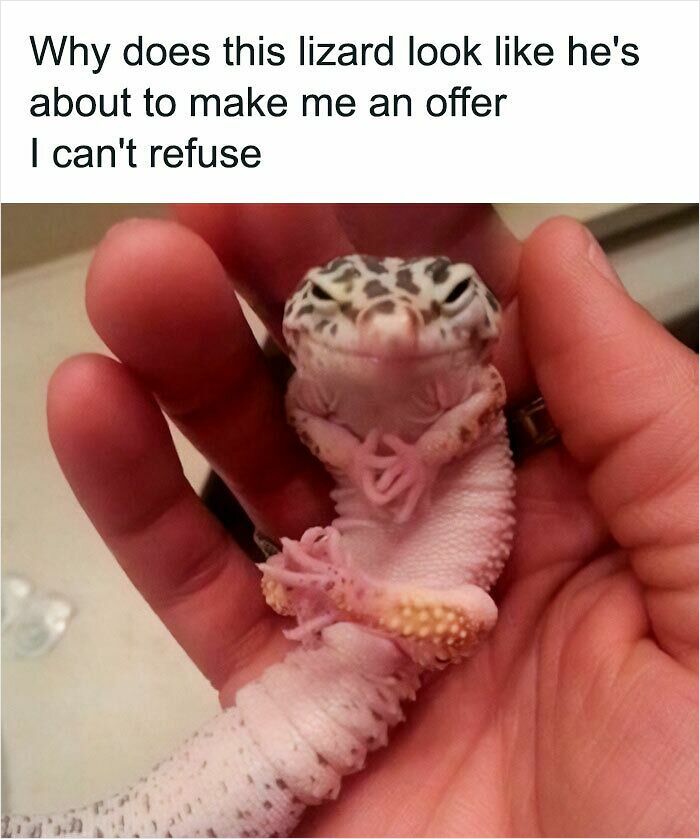 Lizard meme with caption about making an offer with lizard in hand