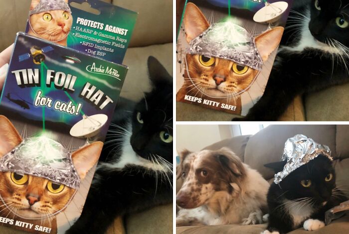 Tin foil hat for cats protecting against electromagnetic fields