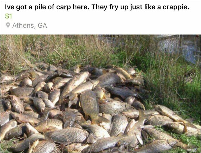 Pile of carp fish for sale in Athens Georgia secondhand finds