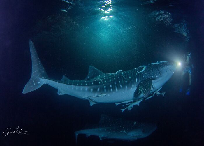 Night Dive With Whale Sharks