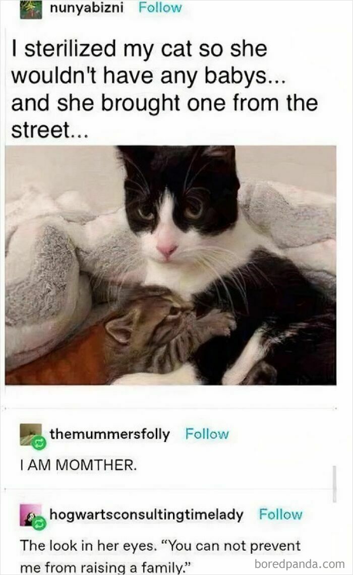 A touching cat meme featuring a black and white cat cuddling a tiny kitten, with humorous text about sterilization.