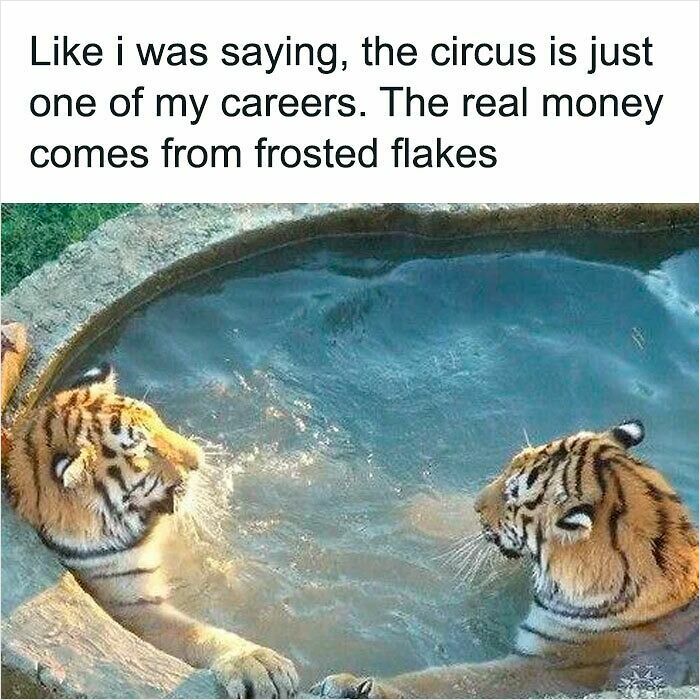 Two tigers in water joking about Frosted Flakes money meme