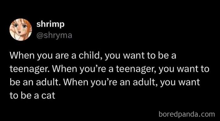 A tweet from user shrimp on a black background, humorously stating, "When you're an adult, you want to be a cat." Cats memes.