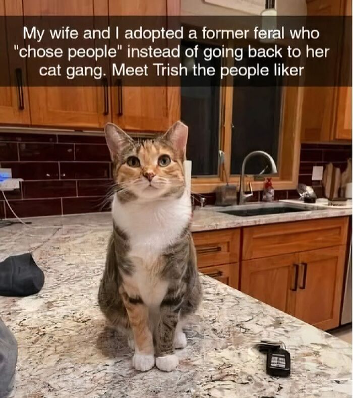 Memes-I-Wish-Could-Tag-My-Cat-In