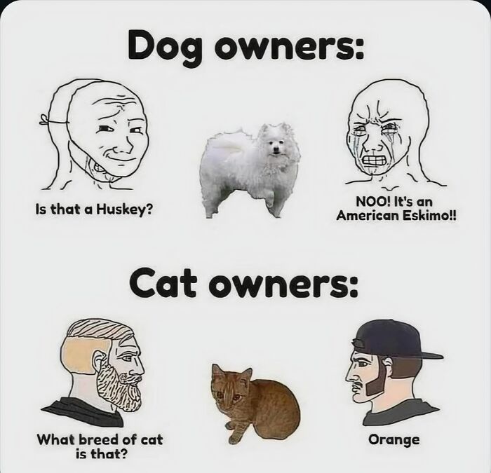 Memes-I-Wish-Could-Tag-My-Cat-In