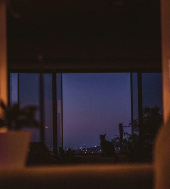 Blue Hour With Peanut