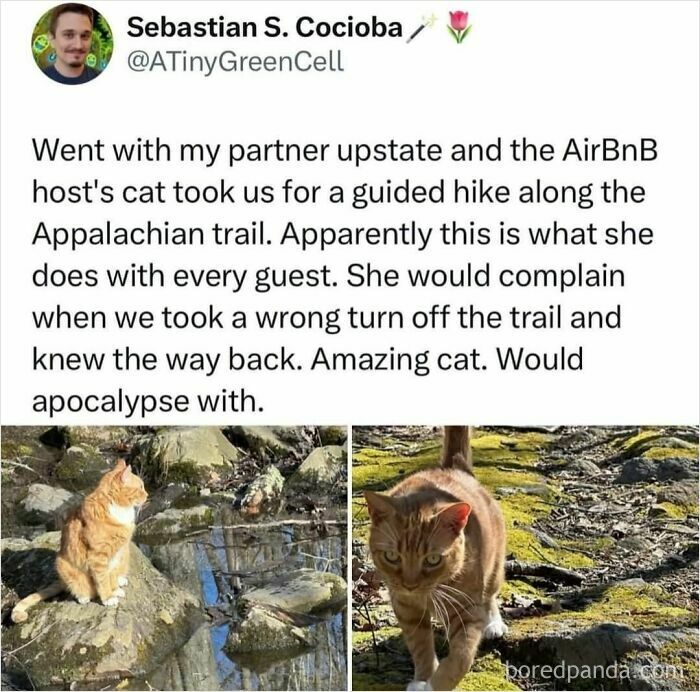 Tweet about a cat guiding guests on Appalachian trail hikes