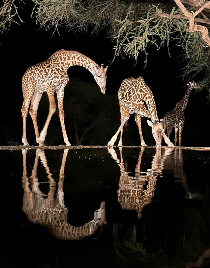Giraffes At Night