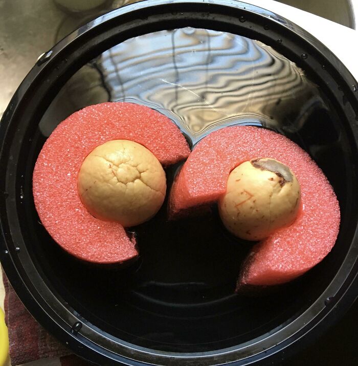 Low-tech solution for avocado seed sprouting using foam supports in water