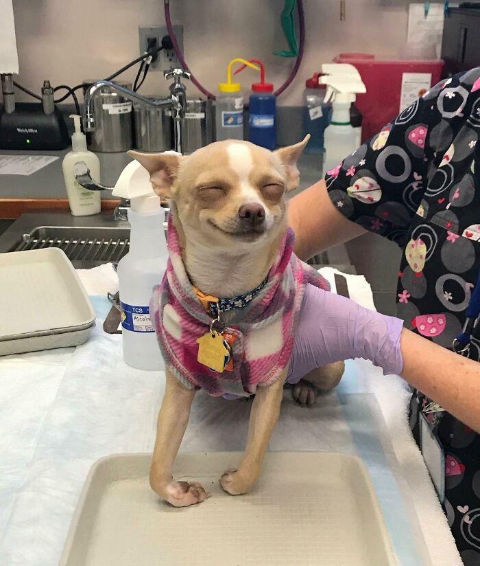 Funny dog face with a quirky expression wearing a plaid jacket at a vet clinic