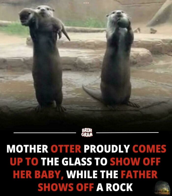 A mother otter shows her baby to the glass, while the father otter shows off a rock, making an interesting and uplifting post.
