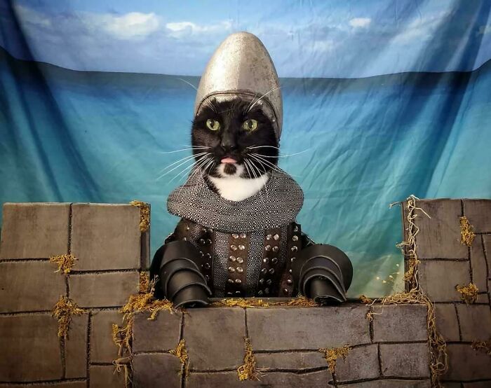 Funny animal face of cat wearing medieval armor costume