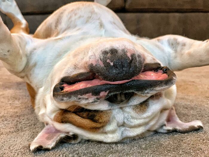 Cute dog lying upside down with a silly expression