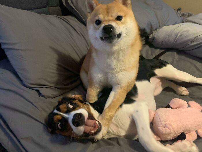 Funny animal faces showing playful dogs on bed with quirky expressions