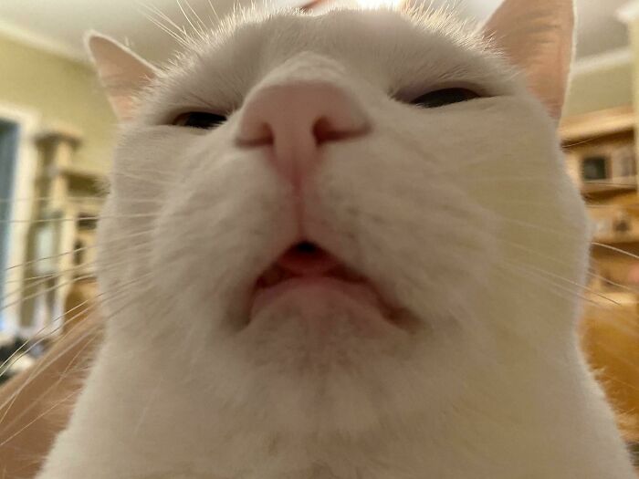 Close-up of white cat showing quirky funny face indoors