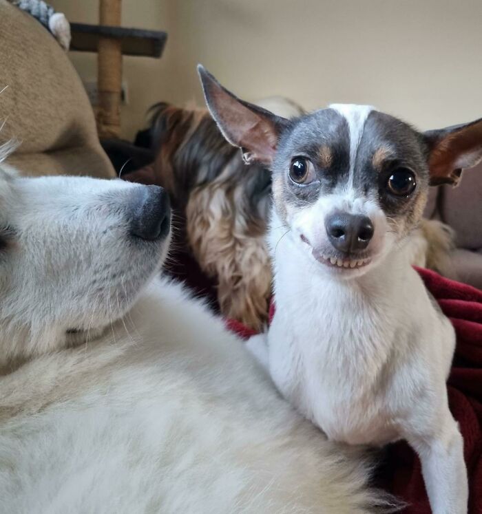 Funny animal face of small fuzzy dog showing teeth