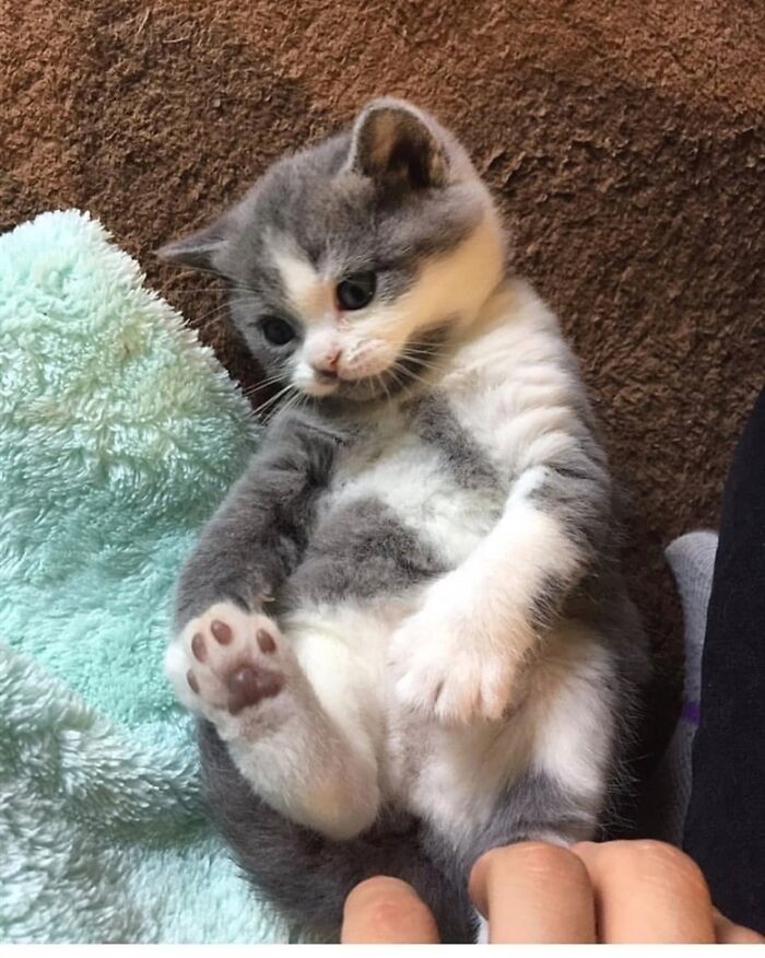 Warning: You Have Activated The Tiny Toe Beanz