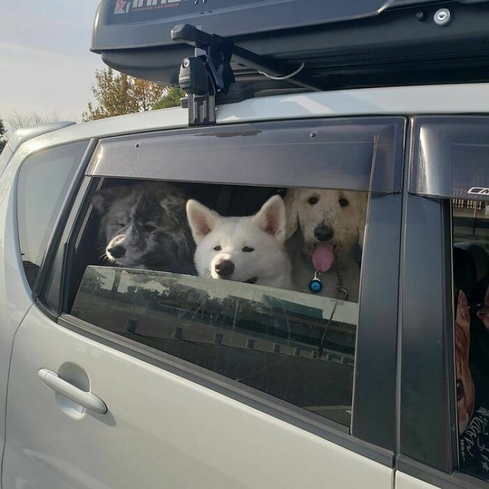 Get In Loser We're Going On Walkies